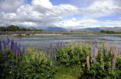 Lupinenlandschaft