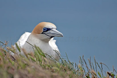 Gannet, Tölpel