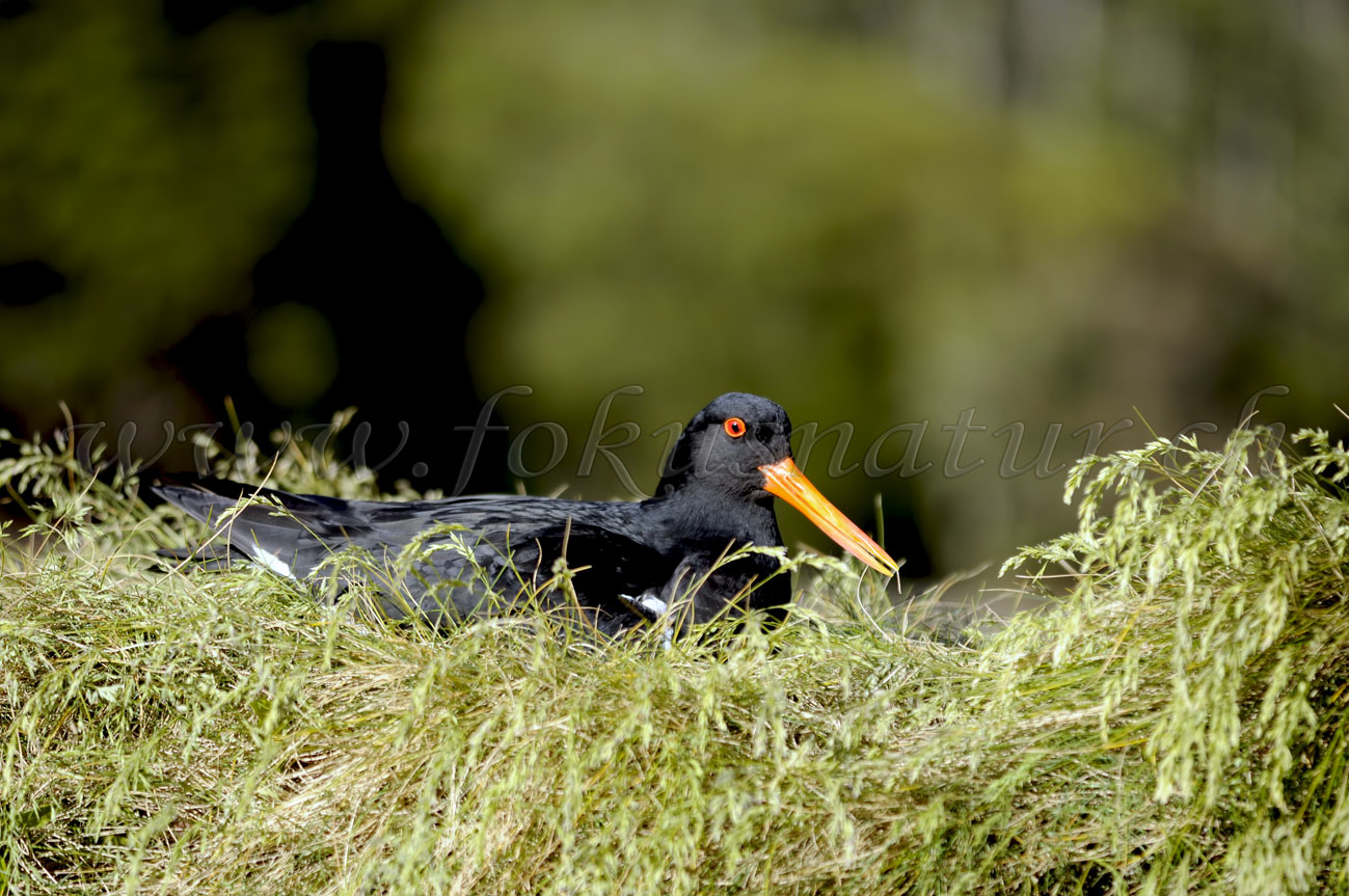 Austernfischer, Milford Sound