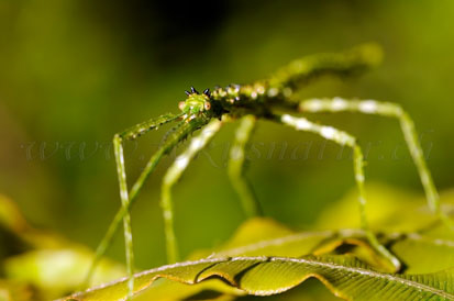 stickbug