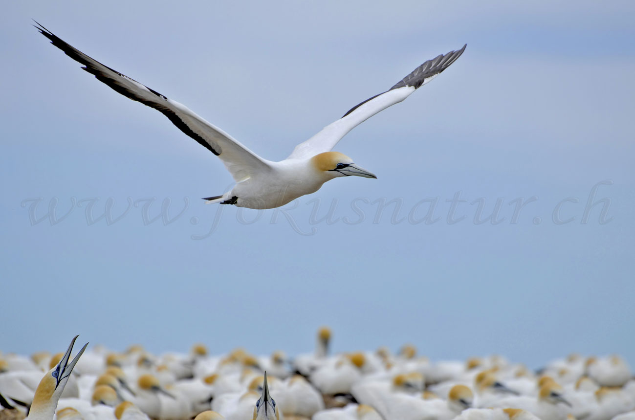 Tölpel, Cape Kidnappers