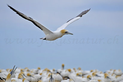 Gannet, Tölpel