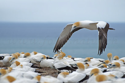 Gannet colony