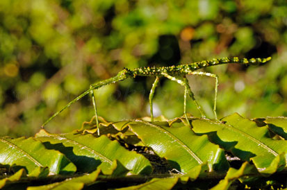 stickbug