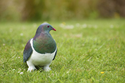 Kereru