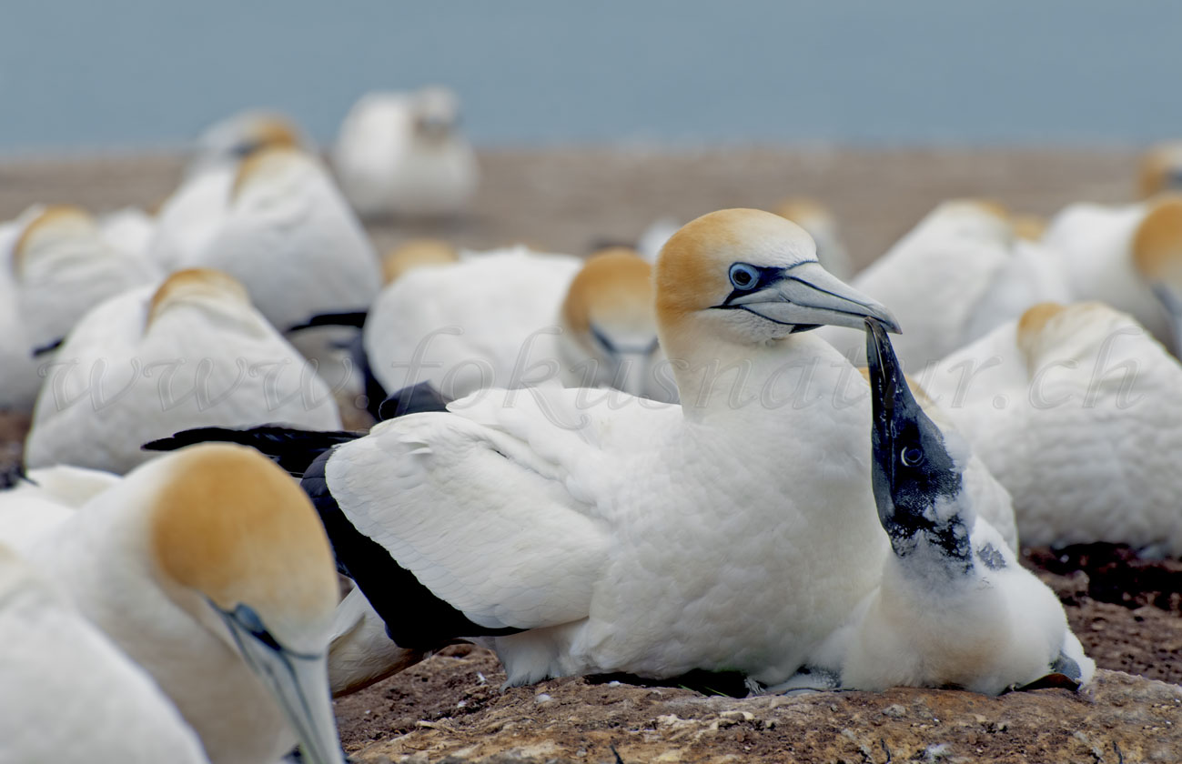 Tölpelkolonie, Cape Kidnappers
