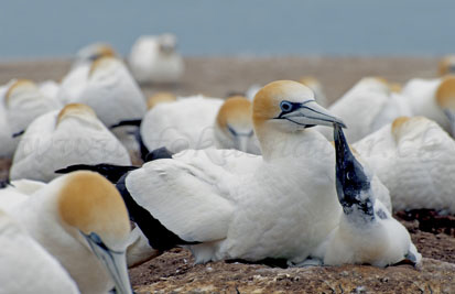 gannet colony