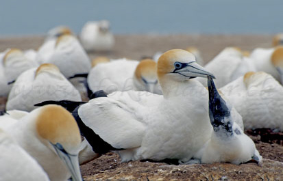 Gannet colony