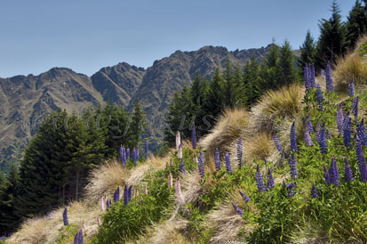 Lupinienlandschft