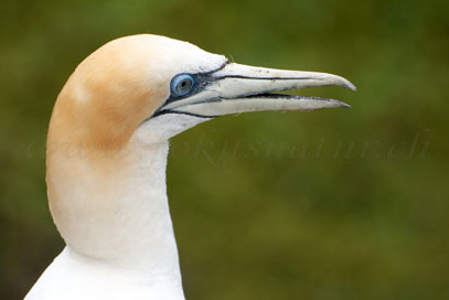 Gannet