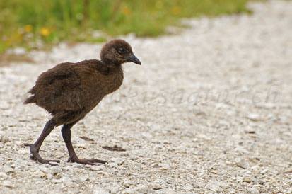 Weka