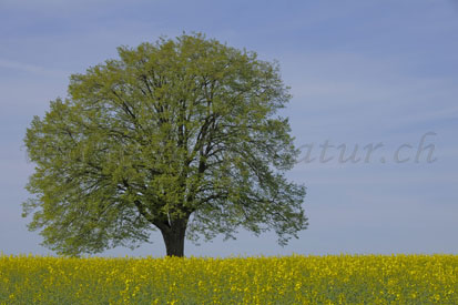 Baum Gerlisberg