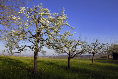 Frühling Regensberg