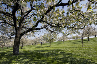 Kirschbäume