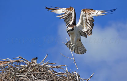 fish eagle sea hawk