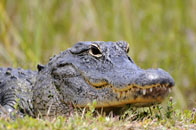 Alligator