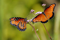 Monarchenpaar