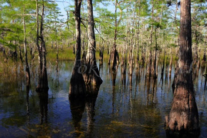 Everglades