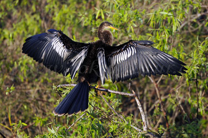 Anhinga