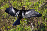 Anhinga