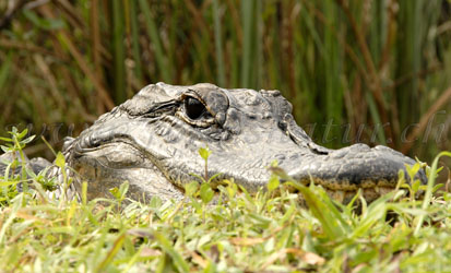 Alligator
