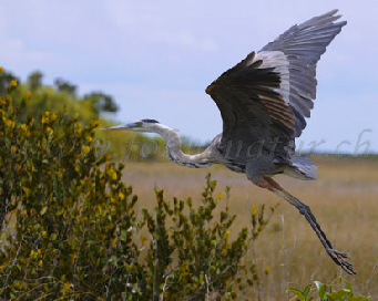 Great Blue Heron