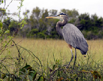 Grey Heron