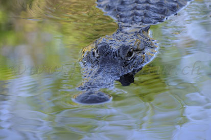 Alligatorinae