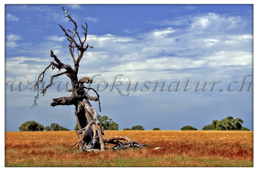 AU 2002.109 - Abgestorbener Baum
