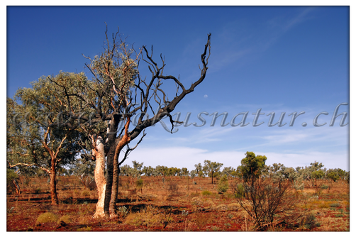 AU 2002.118 - Outback