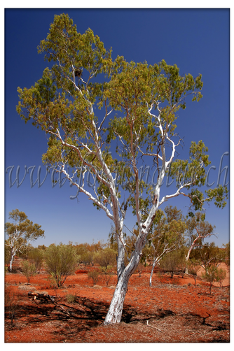 AU 2012.101 - Flusseukalyptus