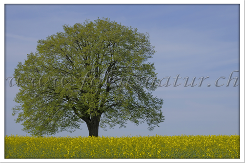 CH 1060.101 - Baum
