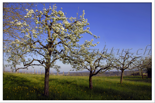 CH 1060.105 - Fruehling