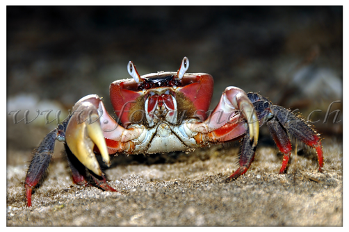FA 6010.102 - Mr. Krabs