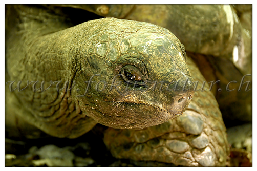 FA 6010.106 - Riesenschildkröte
