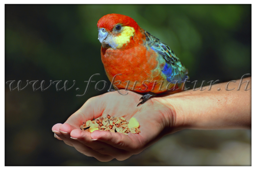 FA 6010.107 - Rosella
