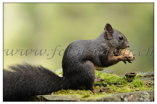 FA 6010.110 - Eichhörnchen