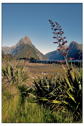 NZ 2530.101 - Milford Sound