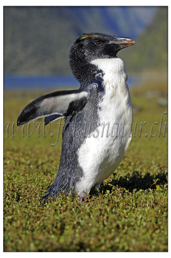 NZ 2530.102 - Pinguin