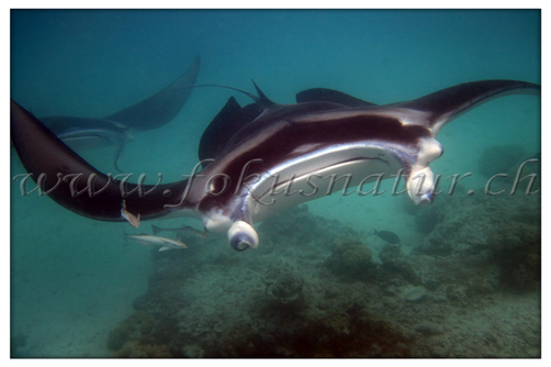 PF 2802.110 - Manta