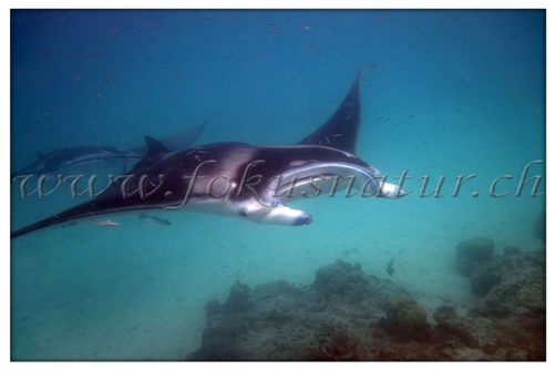 PF 2802.111 - Manta