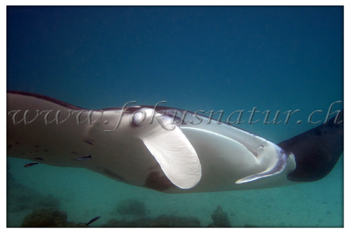PF 2802.112 - Manta