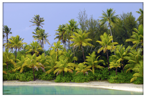 PF 2802.118 - Palmenstrand